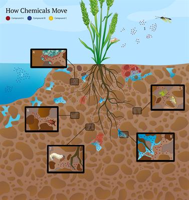 Going belowground: burying anthropomorphic biases on gustation and olfaction